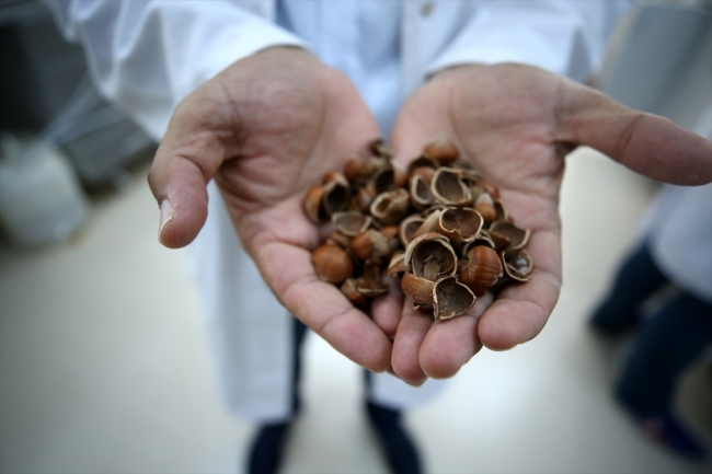 Fındık atıklarından kemoterapi ilaçlarının etken maddesi elde edildi